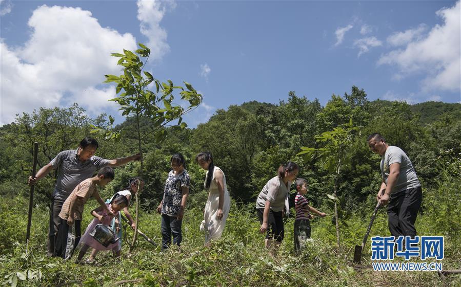 山东林业改革最新进展，一次温馨的林间趣事